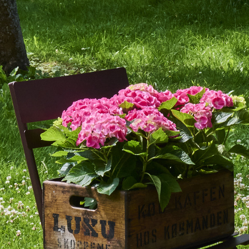 Hydrangea Saxifragaceae (442628)