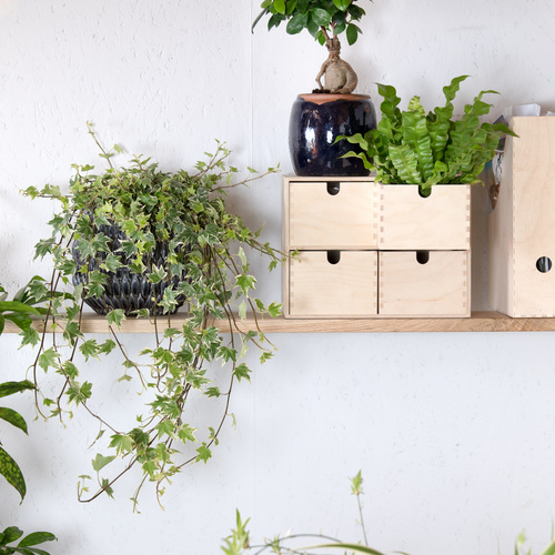 Ficus microcarpa luftrensere 2 Ficus Moraceae (65206)