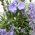 Image of Campanula persicifolia