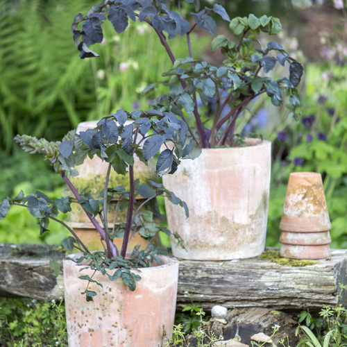 Image of Angelica archangelica