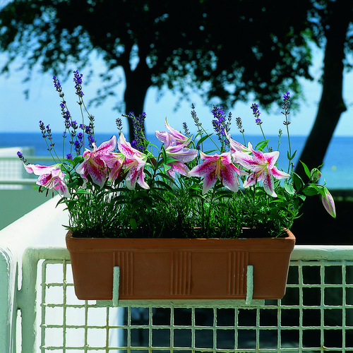 Image of Lilium hybrid