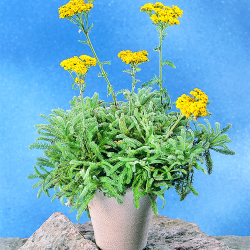 Achillea Compositae (6245)