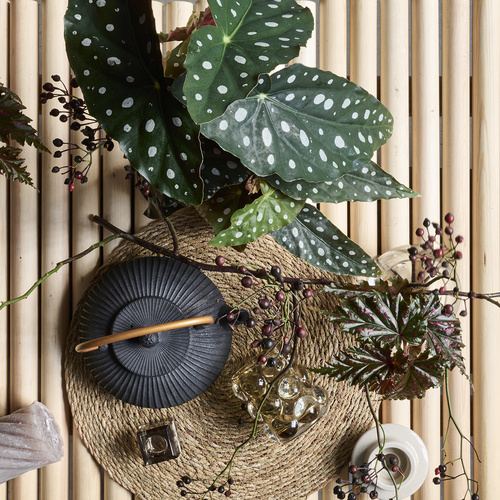 Image of Begonia maculata