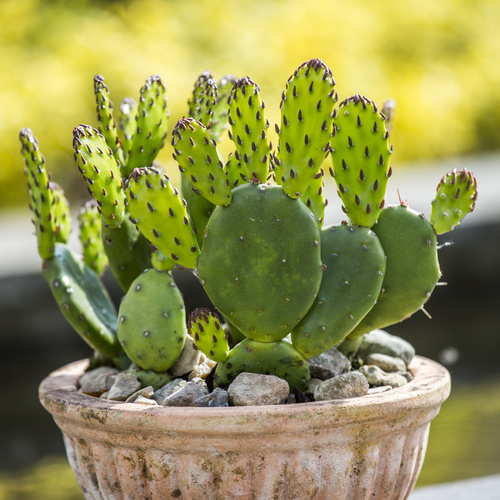 Cactus Cactaceae (7277)