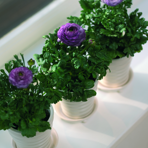 Ranunculus Ranunculaceae (13168)