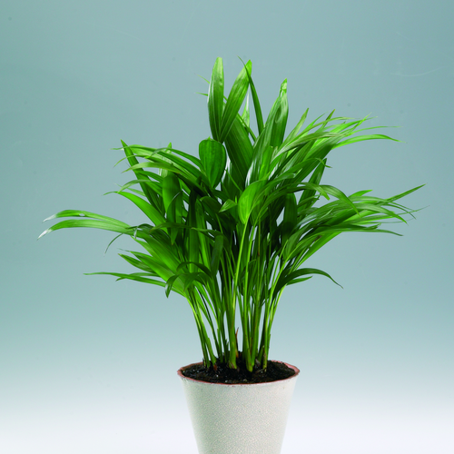 Chrysalidocarpus Palmae (8050)