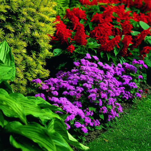 Image of Ageratum houstonianum