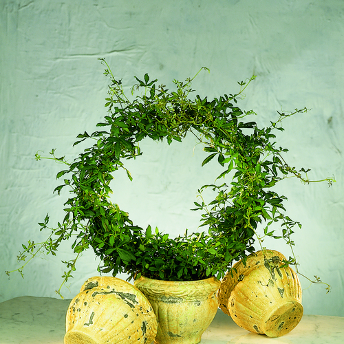 Image of Cissus striata