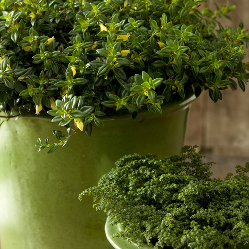 Australis Nematanthus Gesneriaceae (11814)