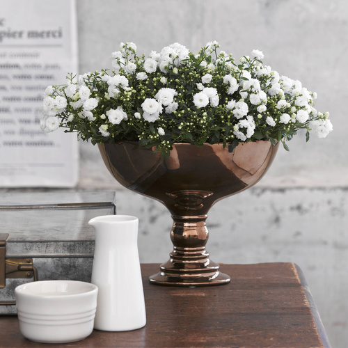 Image of Campanula haylodgensis