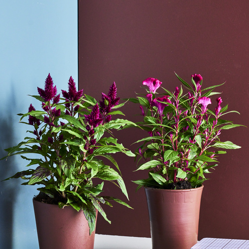 Celosia Amaranthaceae (442056)