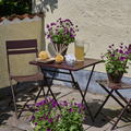 Image of Pericallis senetti