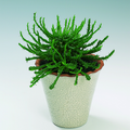 euphorbia_caputmedusa9.tif