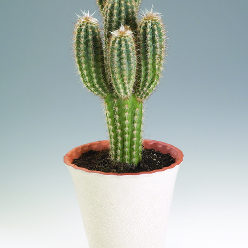 Image of Pilosocereus palmeri