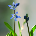 Image of Scilla siberica