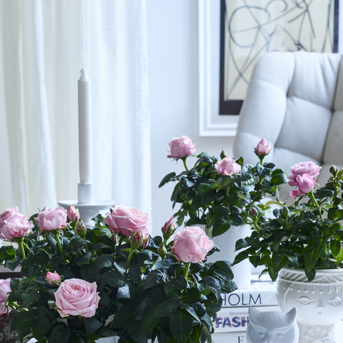 Potterose Rosa Rosaceae (440367)