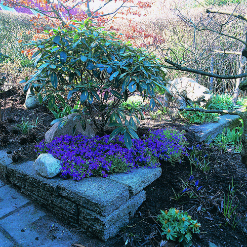 Image of Aubrieta hybrid