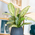 Image of Aglaonema commutatum