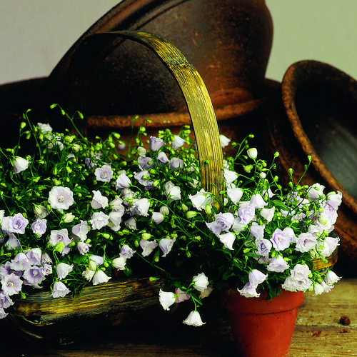 Image of Campanula cochleariifolia