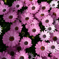 Image of Osteospermum hybrid