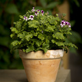 Image of Pelargonium graveolens