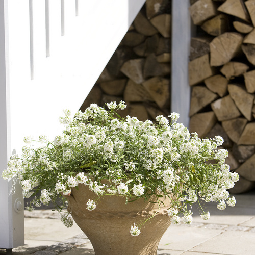 Image of Lobularia maritima