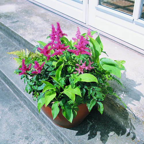 Image of Hosta fortunei