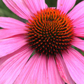 Image of Echinacea purpurea