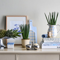 Feldborg_-_Grass_os_Steel_Sansevieria__2_.jpg