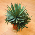 Image of Agave macroacantha