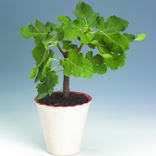 Image of Ficus carica