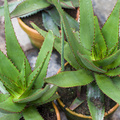 Image of Aloe capitata