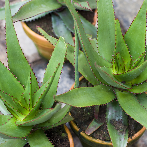 Image of Aloe capitata