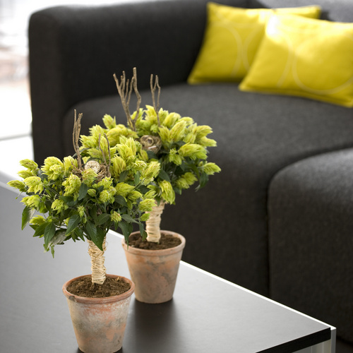 Beloperone Acanthaceae (7125)