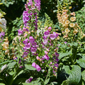 Image of Digitalis grandiflora