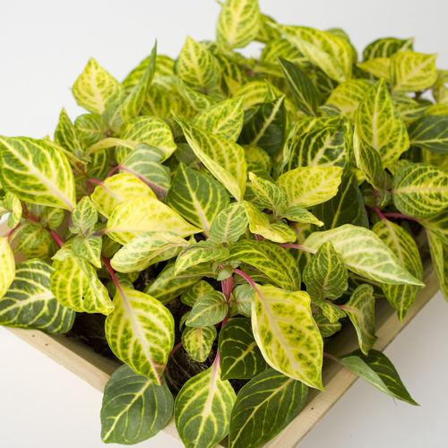 Image of Iresine herbstii