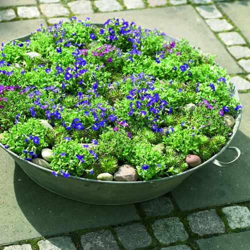 aubrieta sempervivum Aubrieta Cruciferae (6895)