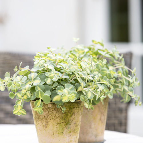 20140528Y61A1519 Image of Sedum sieboldii