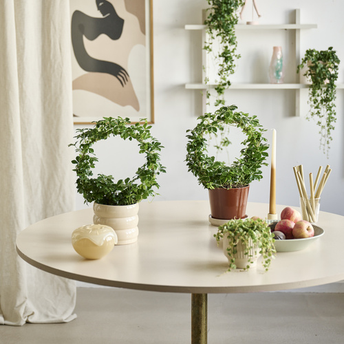 Peperomia Piperaceae (442484)