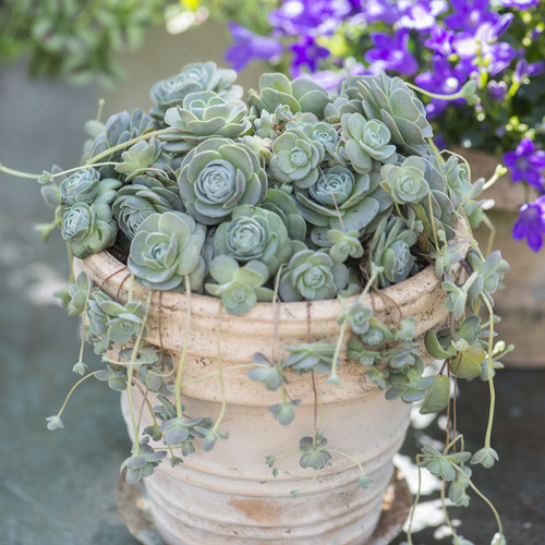 Orostachys iwarenge 17 2013 Orostachys Crassulaceae (11946)