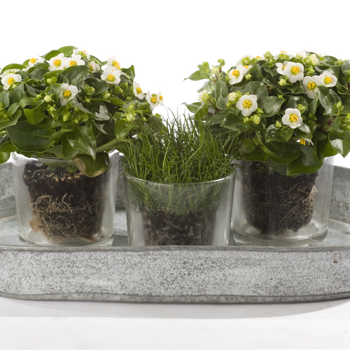 110310 72 Exacum Gentianaceae (9511)