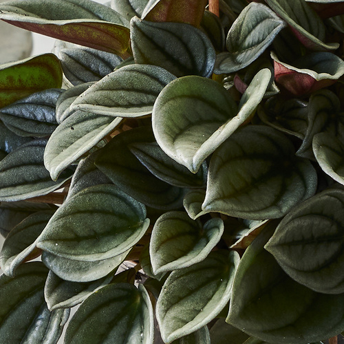 Peperomia Piperaceae (394413)
