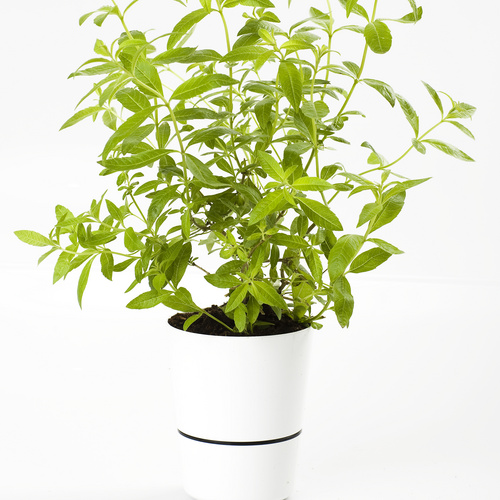 Image of Aloysia citrodora