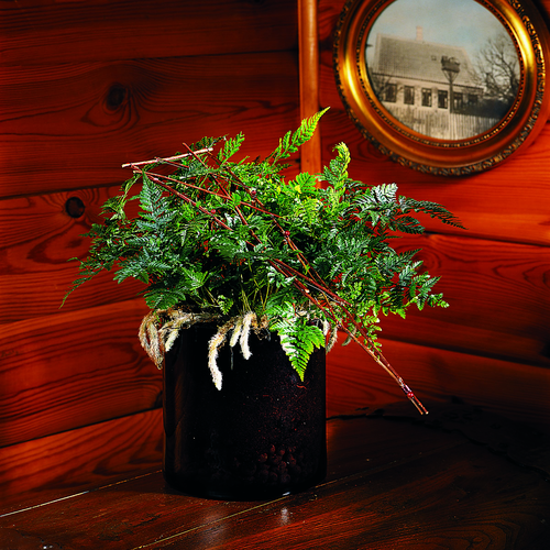 Image of Davallia bullata