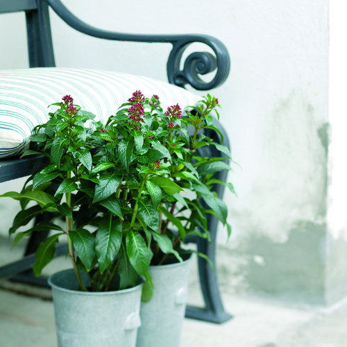 Image of Fuchsia paniculata