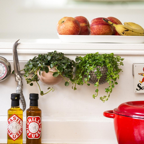 20150602Y61A9252 Sukkulenter Crassulaceae (14982)