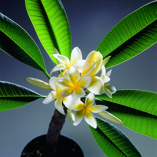Plumeria Apocynaceae (12878)