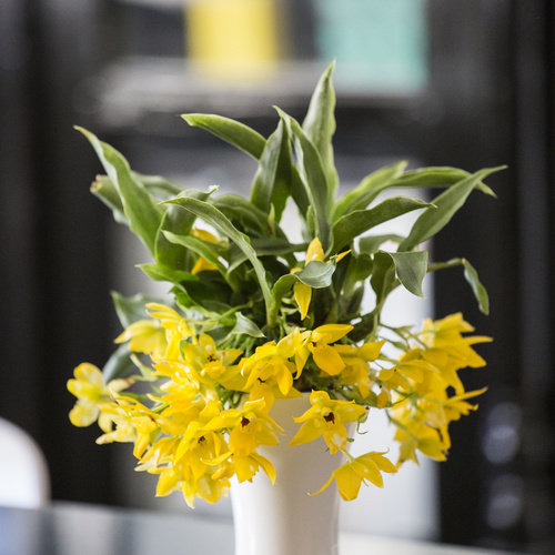 Image of Promenaea hybrid