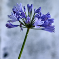 Agapanthus Pemo Image of Agapanthus praecox
