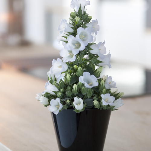 Image of Campanula formanekiana